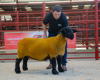 Lot 11 (Ewe) from I and J Barbour Solwaybank sold for 4200-3